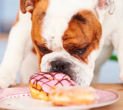 Dog eating donut